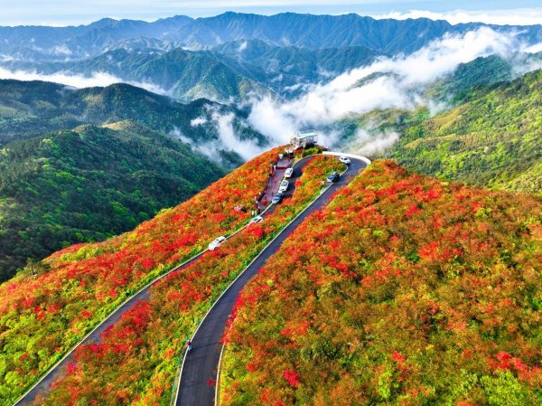 十大优质配资平台 杜鹃花开引客来